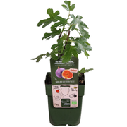 Zoete oogst trio, BIO fruitplanten mix van 3 soorten