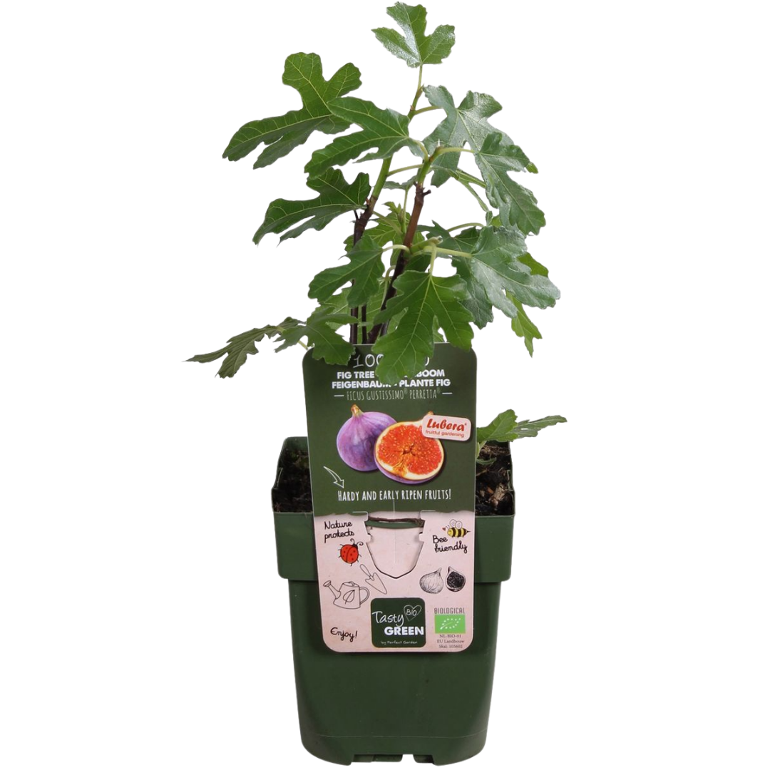 Zoete oogst trio, BIO fruitplanten mix van 3 soorten, geschikte tuinplant