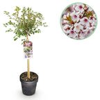 Prunus incisa Koujou, detail van het blad