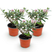 3x Buddleja davidii Butterfly Candy Little Pink