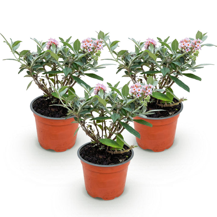 3x Buddleja davidii Butterfly Candy Little Pink