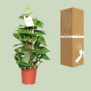 Epipremnum aureum, pothos met hartvormig blad, 60 cm hoog