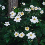 Anemone hyb. &