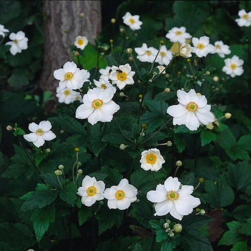 Anemone hyb. 'Honorine Jobert', plant in pot