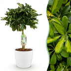 Schefflera Gold Capelle, detail van het blad