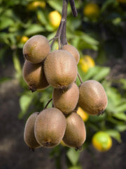Actinidia delciosioa &