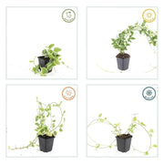 48x Vinca major &