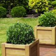 Rhododendron Bloombux &