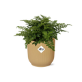 Asplenium Parvati in ELHO Vibes Fold 14cm geel, plant in pot