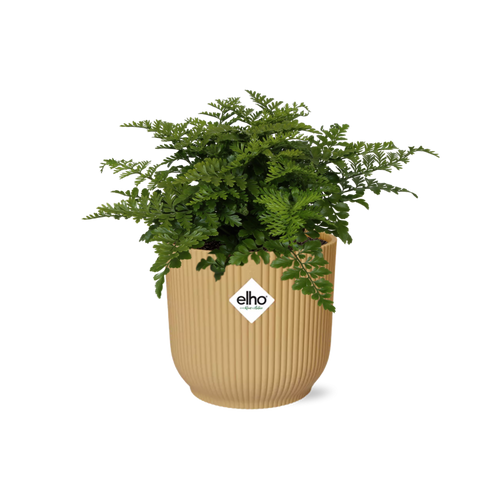 Asplenium Parvati in ELHO Vibes Fold 14cm geel, plant in pot