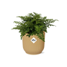 Asplenium Parvati in ELHO Vibes Fold 14cm geel