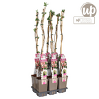 Productafbeelding van Pureplant