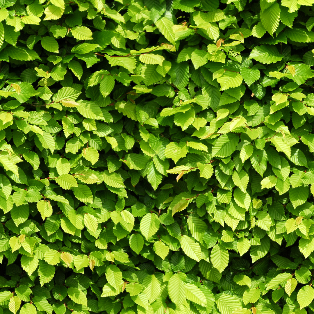 Haagbeuk 50 stuks, minipallet, gezonde plant