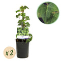 Hedera helix, plant in pot