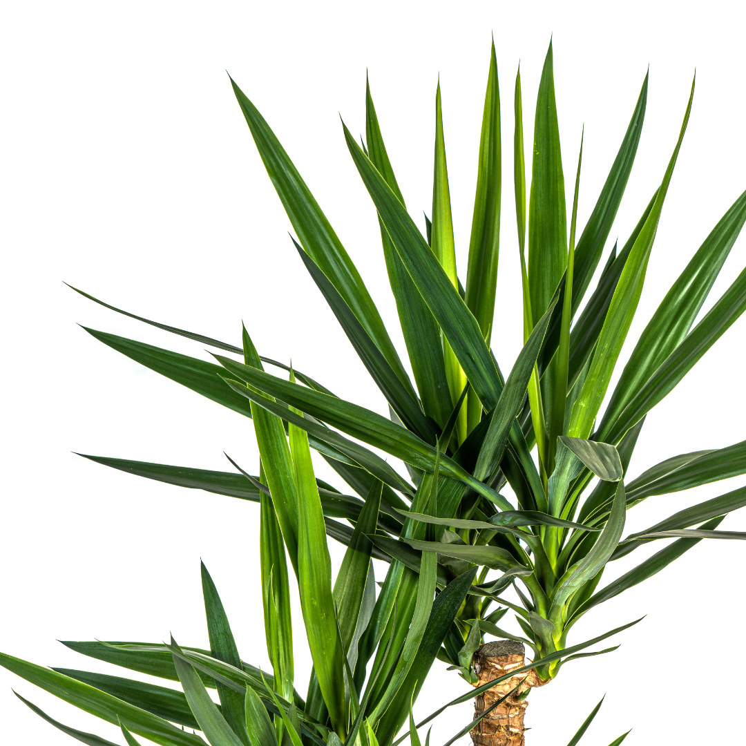 Yucca Elephantipes Vertakt met mand, groene bladeren