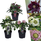 Helleborus Specials, plant in pot