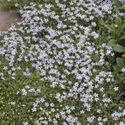 Isotoma fluviatilis