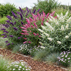 Vlinderstruik Tricolour, blauwe, roze en witte bloemtrossen, groeiwijze van de plant