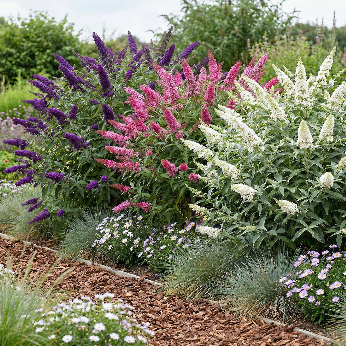 Vlinderstruik Tricolour, blauwe, roze en witte bloemtrossen, groeiwijze van de plant