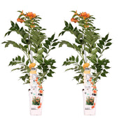 2x - Campsis &