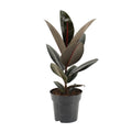 Productfoto van Ficus Elastica Abidjan