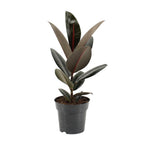 Productfoto van Ficus Elastica Abidjan