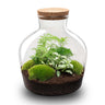 DIY Planten terrarium met licht - Fat Joe Green - Zonder gereedschap