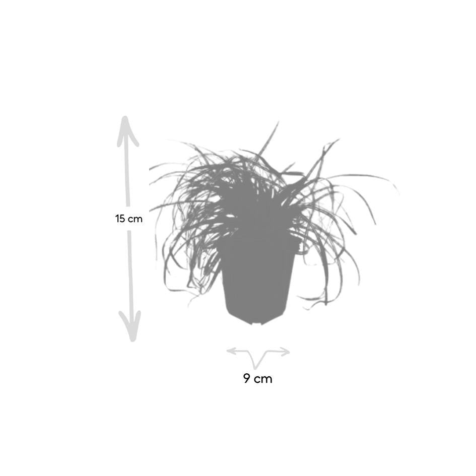 Carex oshim. 'Evergold', kenmerkend blad