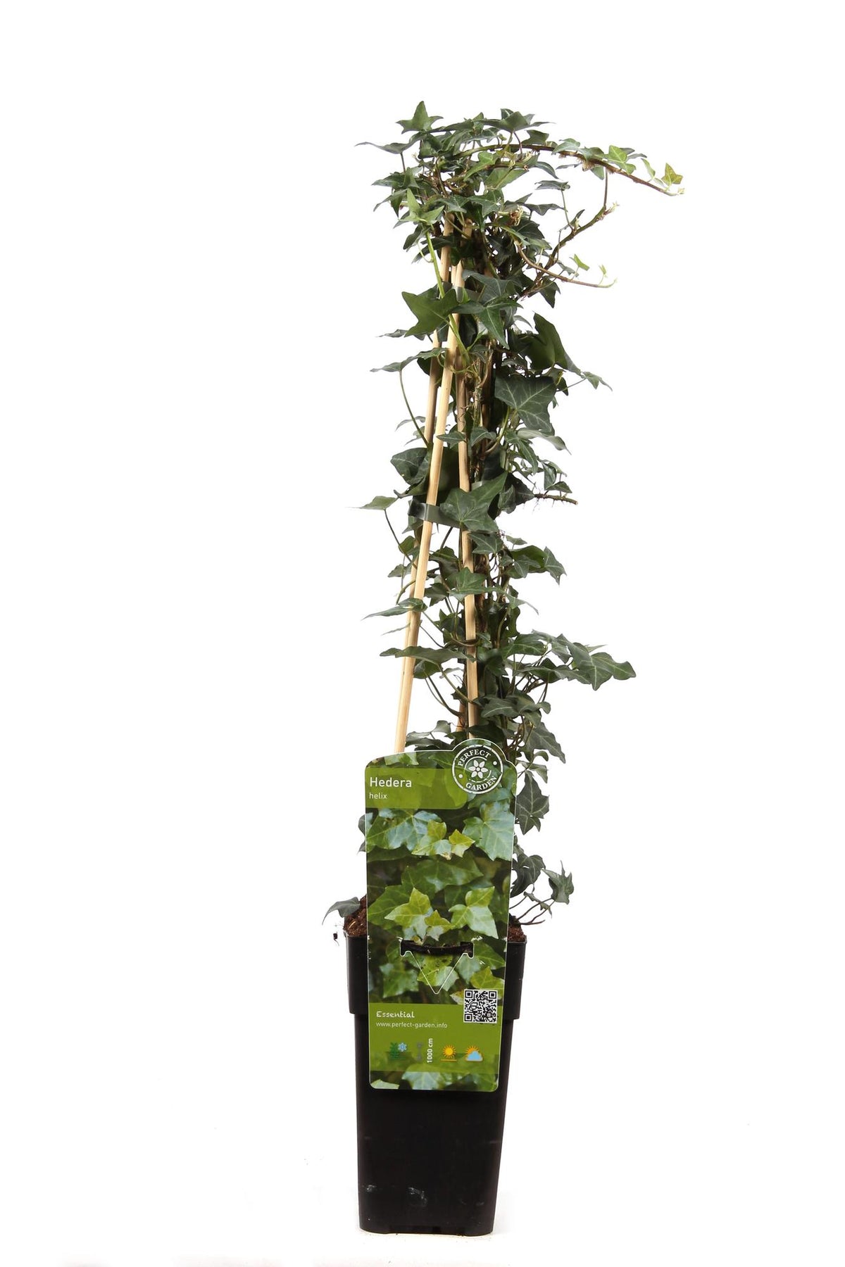 Productafbeelding van Pureplant