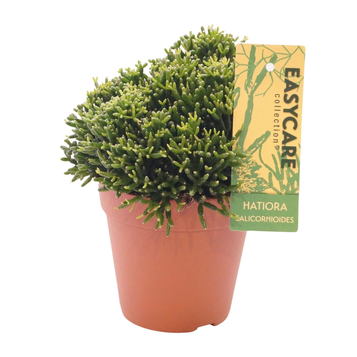 Productfoto van Hatiora Salicornioides