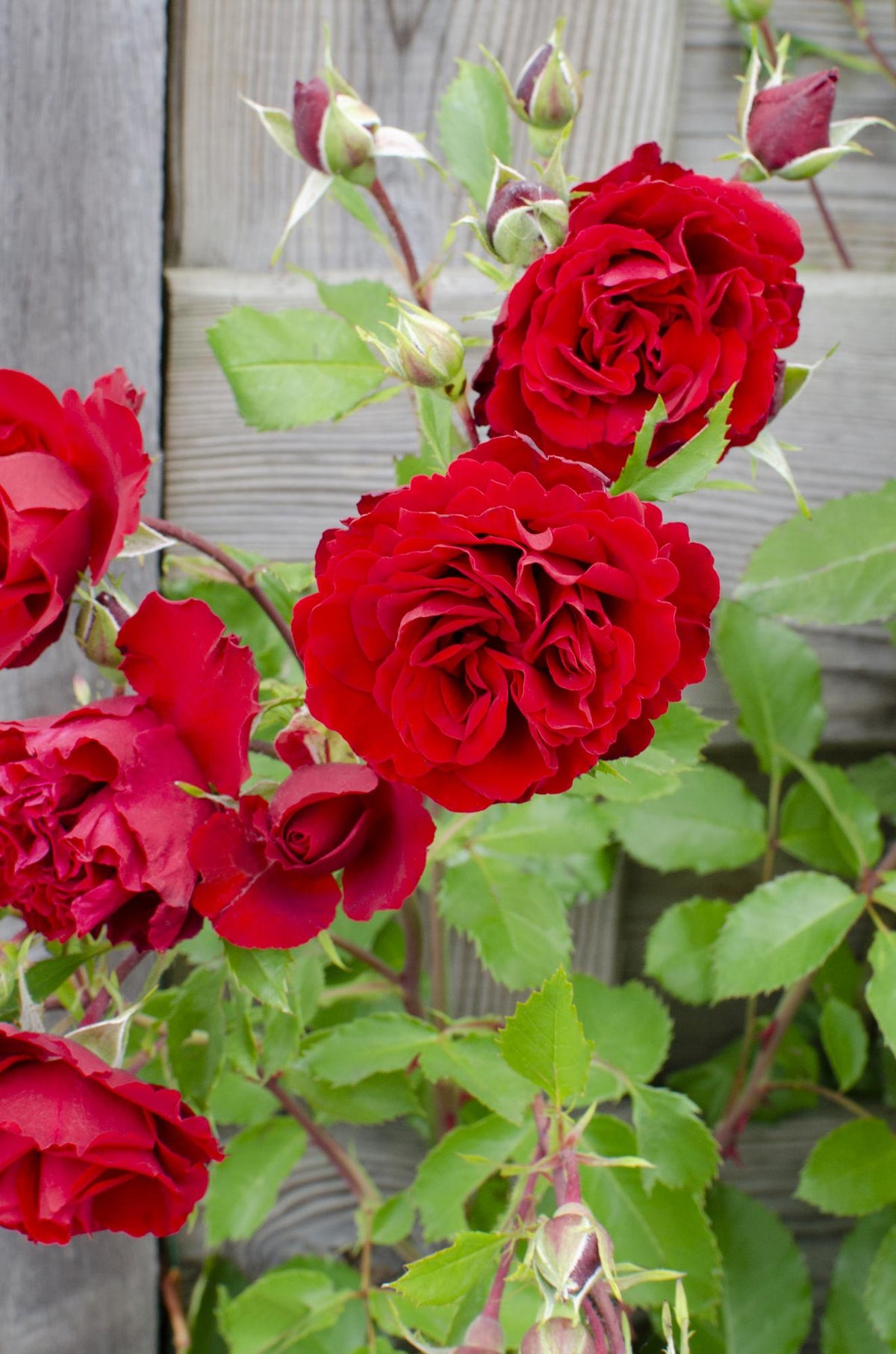 Detailfoto van Rosa Crazy in love 'Red' - Rode Roos