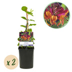 Lonicera heckrottii Goldflame, plant in pot