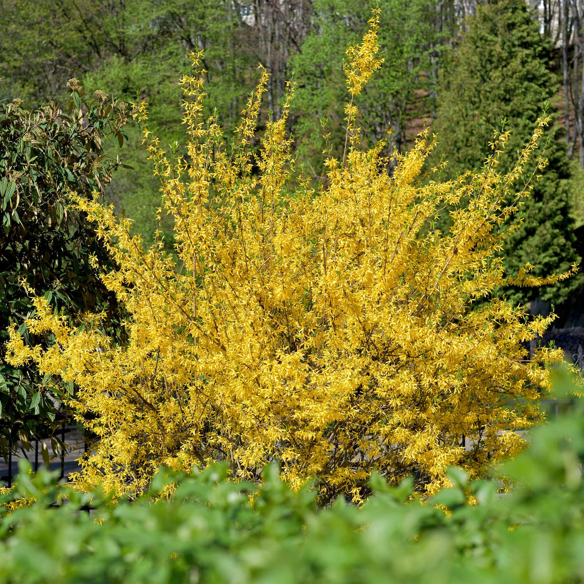 Forsythia intermedia Goldrauch, groene bladeren