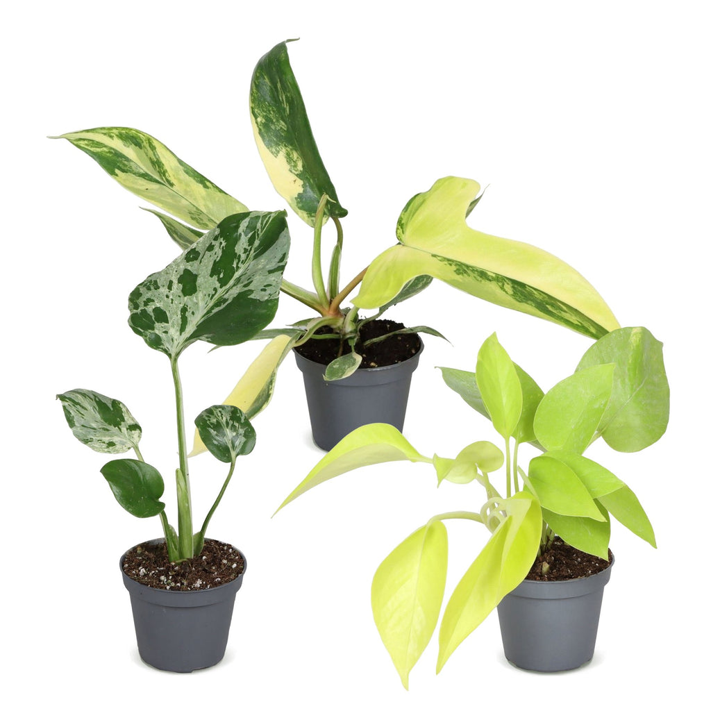 3x Baby Jungle Mix voor een groen interieur