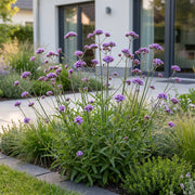 Verbena bonariensis - ijzerhard