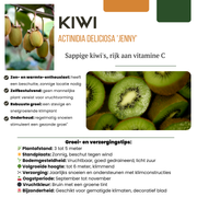 3 x Biologische kiwiplanten