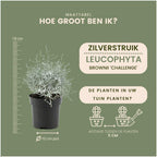 Productafbeelding van Pureplant