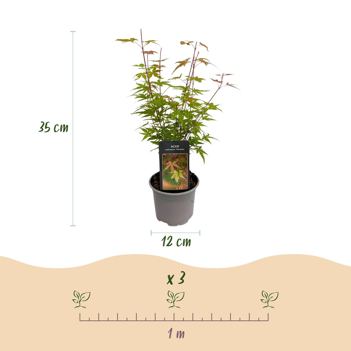 Acer palmatum Phoenix, 35 cm hoog, kenmerkend blad