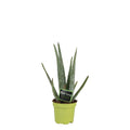 Productfoto van Aloë Vera