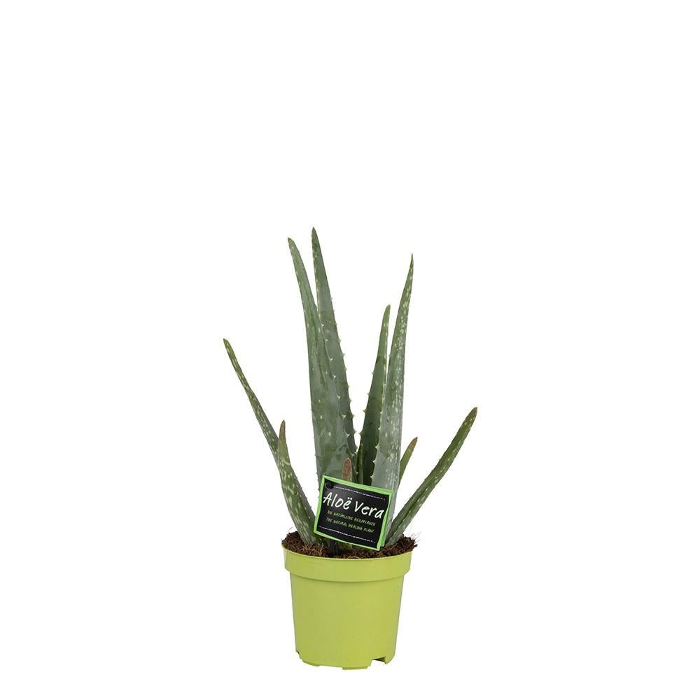 Productfoto van Aloë Vera