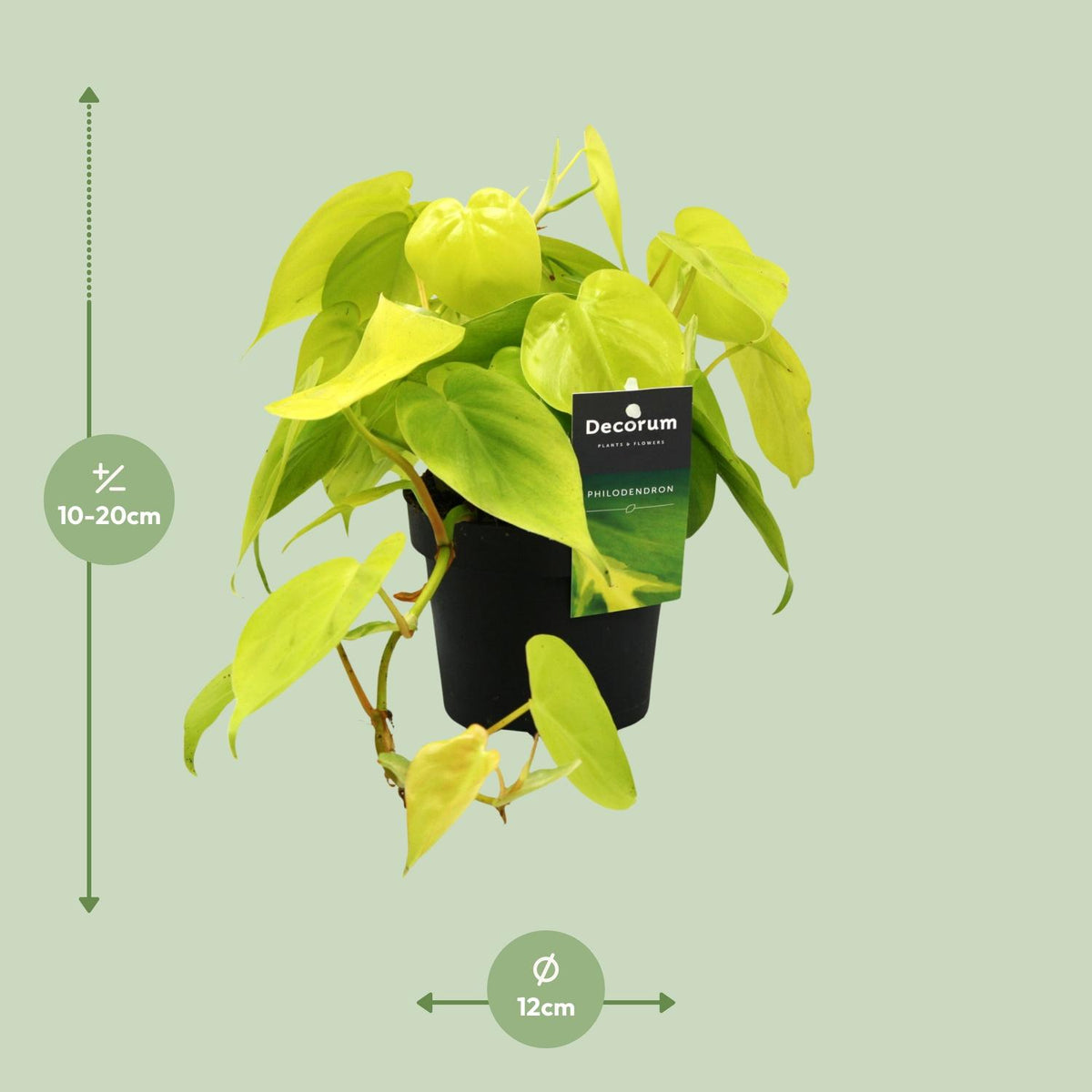 Detailfoto van Philodendron Lime