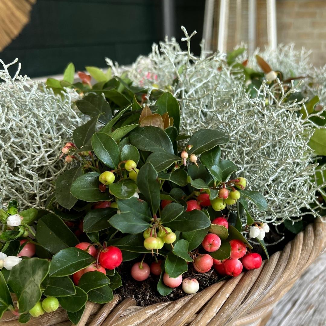 Productafbeelding van Pureplant