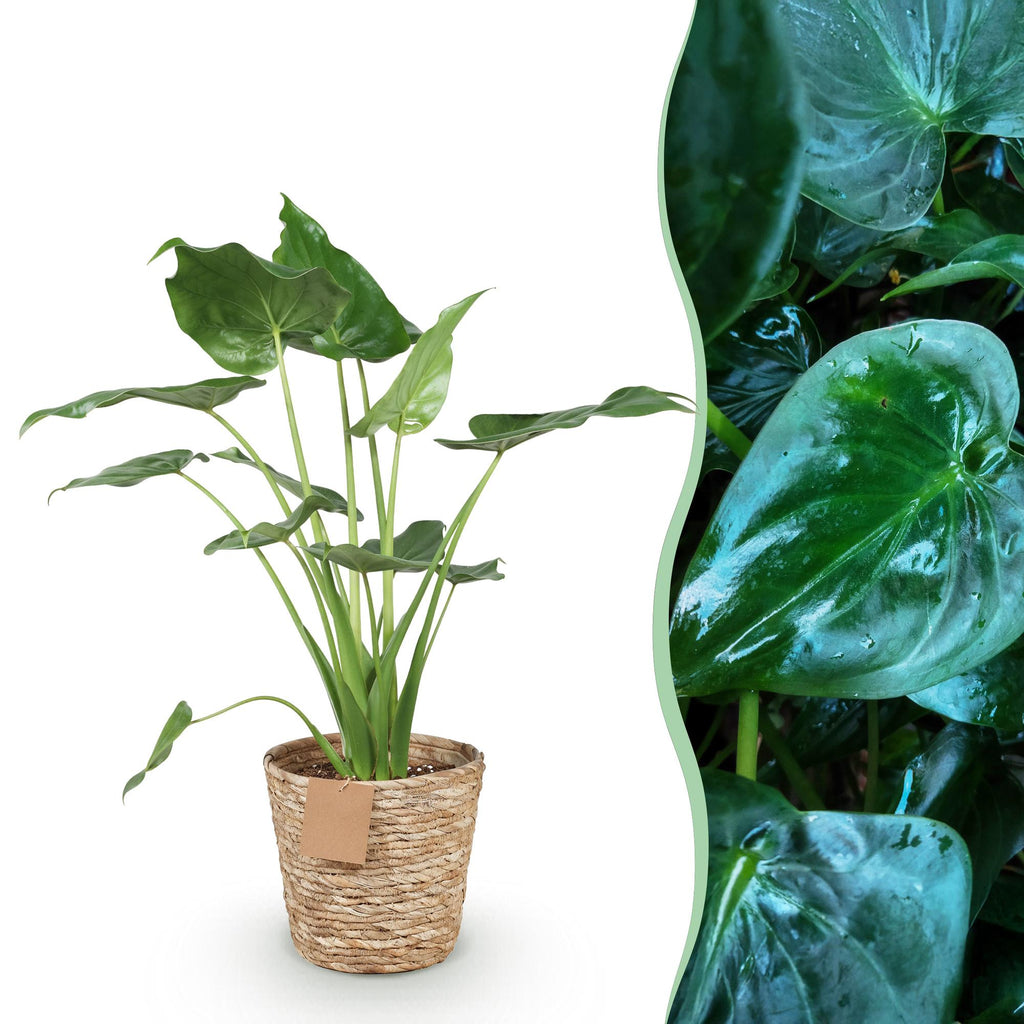 Alocasia Cucullata, detail van het blad