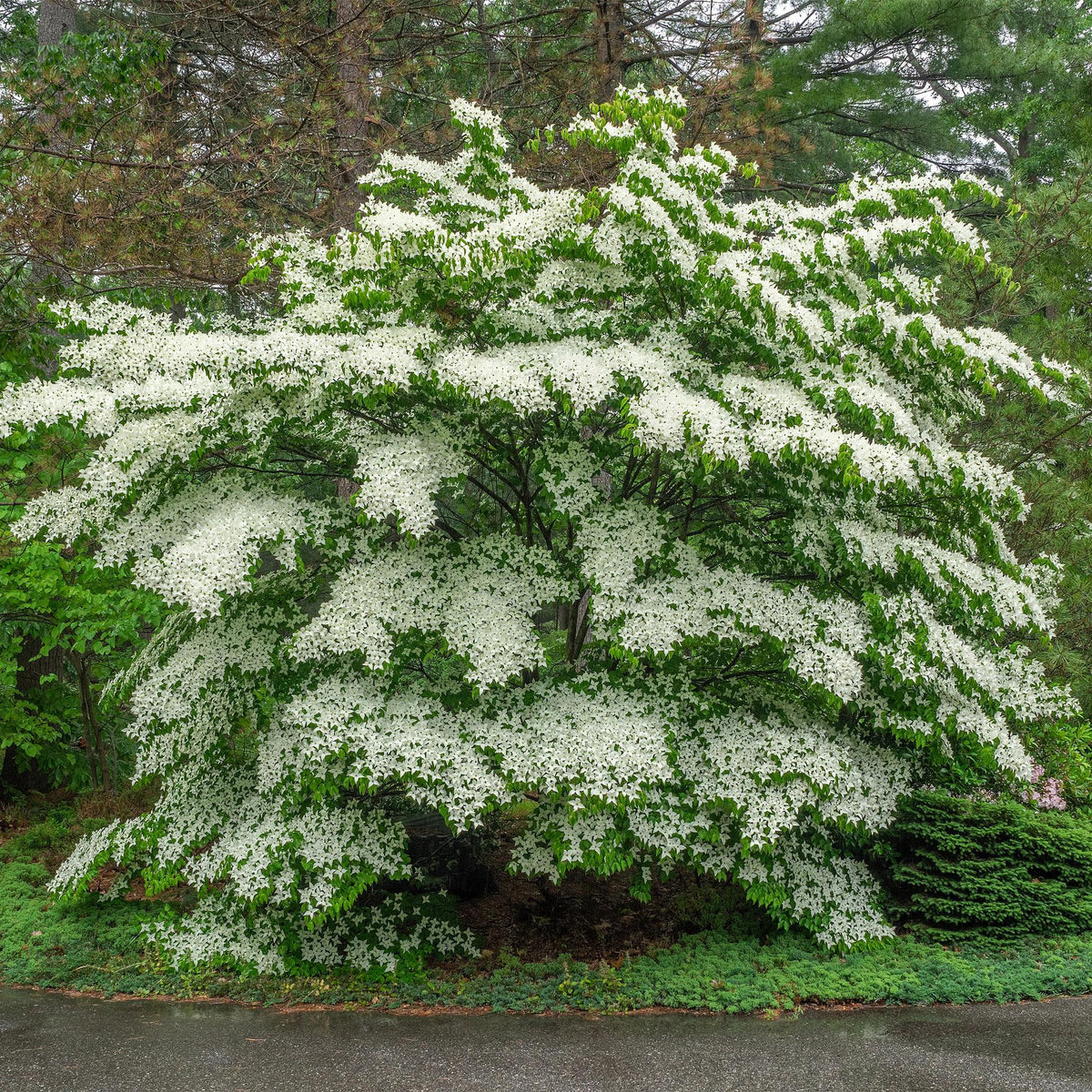 Cornus Florida, geschikte tuinplant