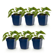 Rudbeckia fulg. Goldsturm - Gele zonnehoed - Geel - 6 Planten