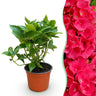 Bolhortensia rood, heester met rode bloembollen
