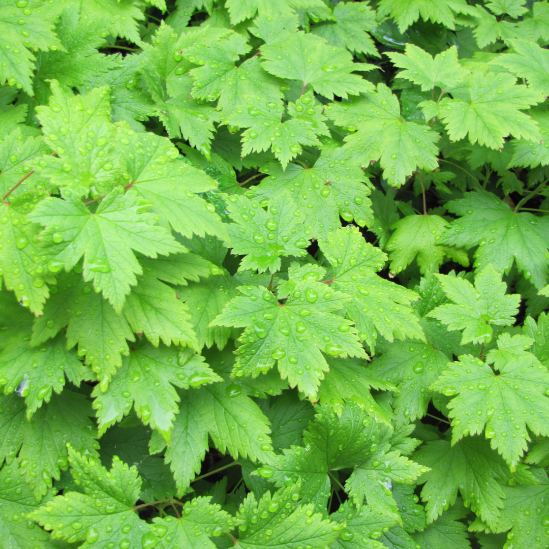 Tiarella cordifolia, detail van het blad