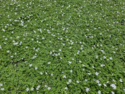 Isotoma fluviatilis &