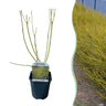 Cornus alba Flaviramea