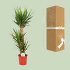Yucca Elephantipes, kenmerkend blad